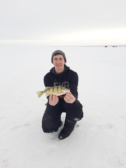 Yellow Perch