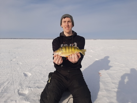Yellow Perch