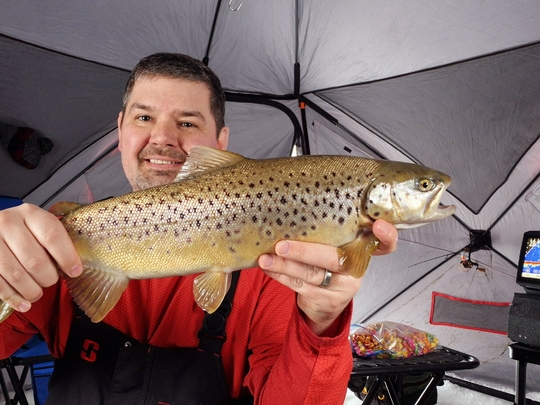 Brown Trout