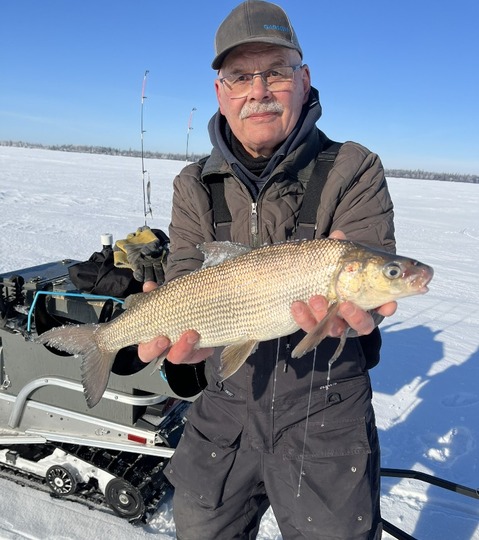 Lake Whitefish