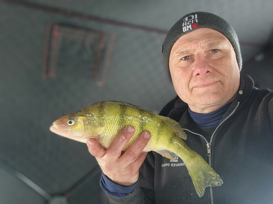 Yellow Perch