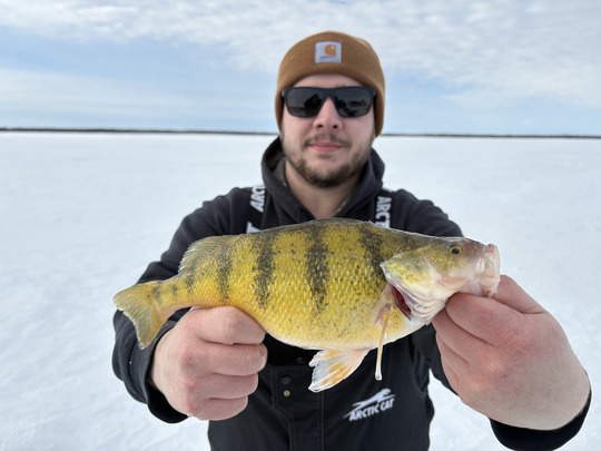 Yellow Perch