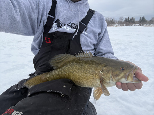 Smallmouth Bass