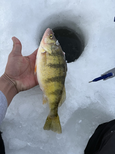 Yellow Perch