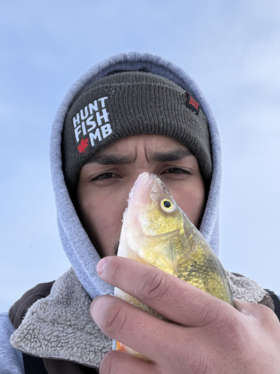 Yellow Perch