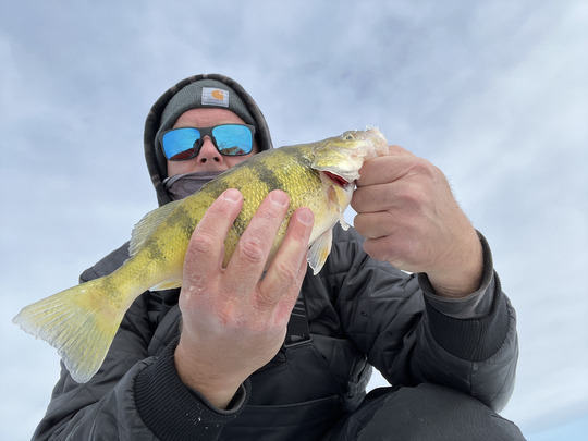 Yellow Perch