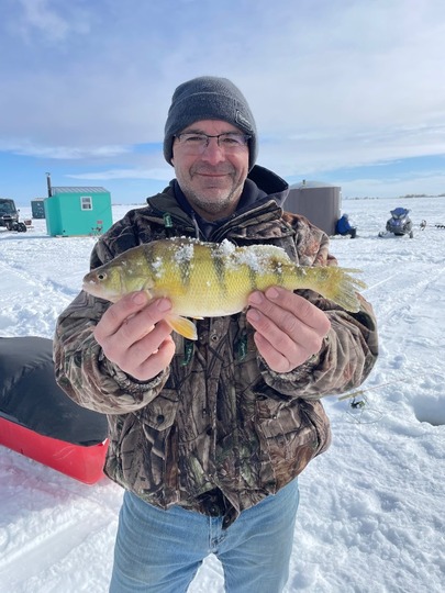 Yellow Perch