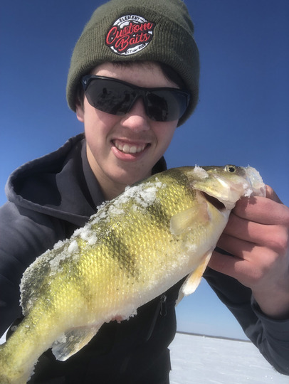 Yellow Perch