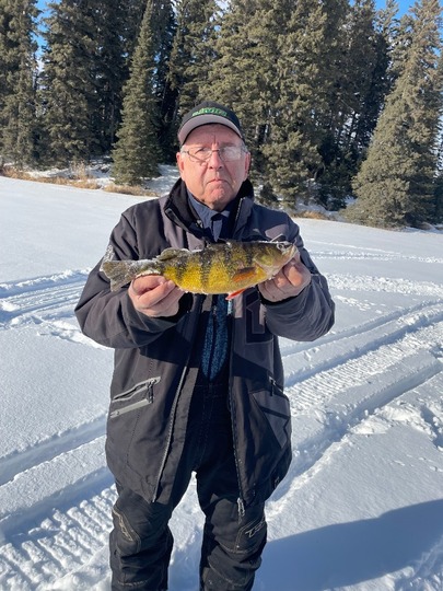 Yellow Perch