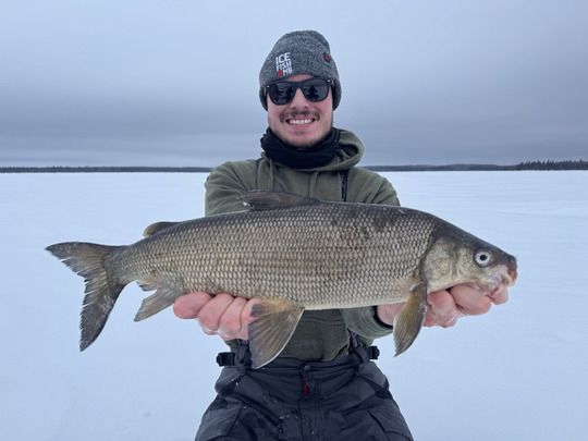 Lake Whitefish