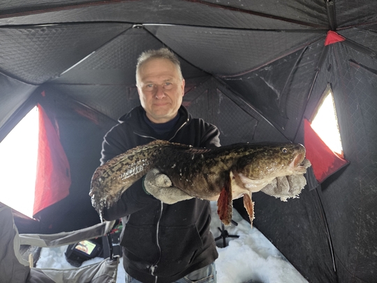 Burbot