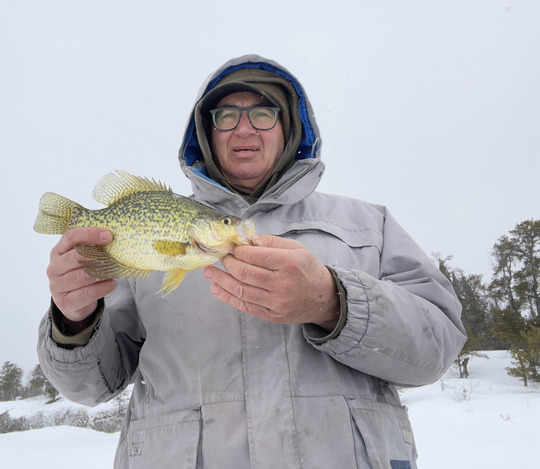 Black Crappie