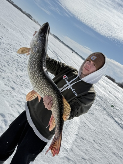 Northern Pike