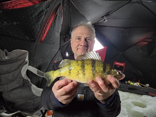 Yellow Perch