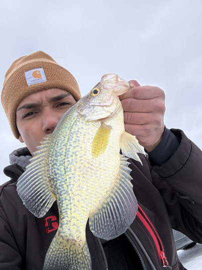 Black Crappie