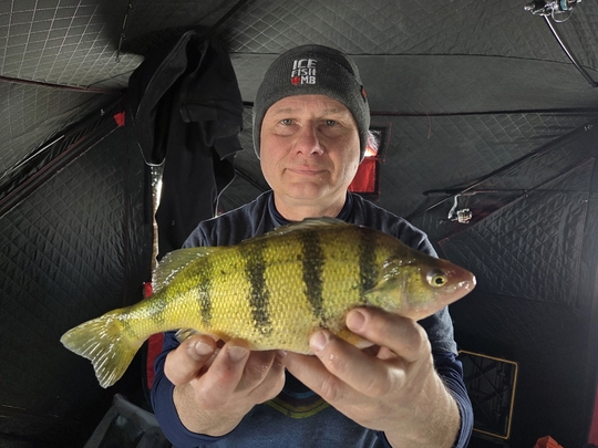 Yellow Perch