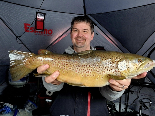 Brown Trout