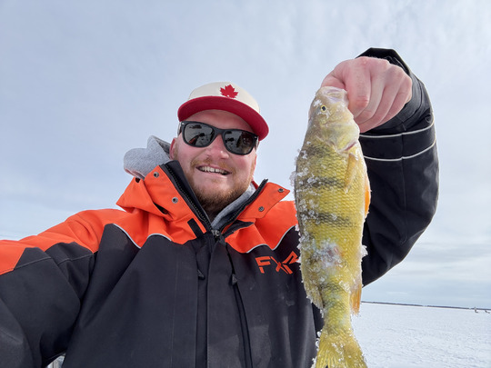 Yellow Perch