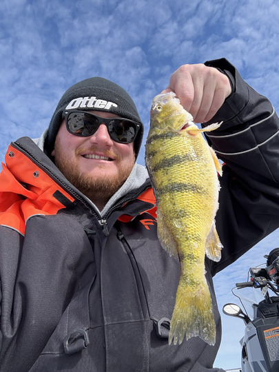Yellow Perch