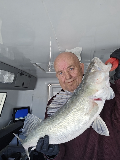 Walleye