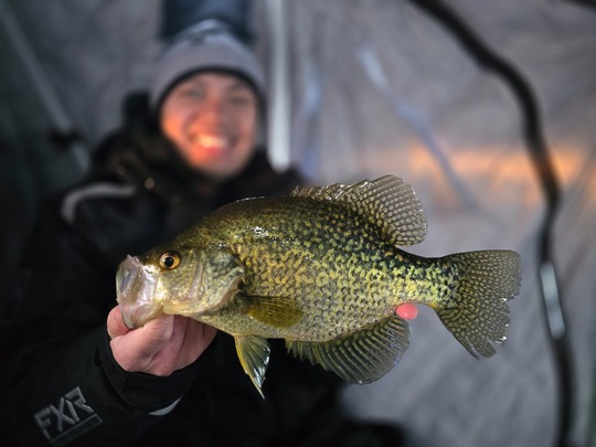 Black Crappie