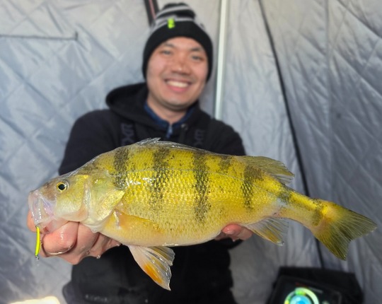 Yellow Perch