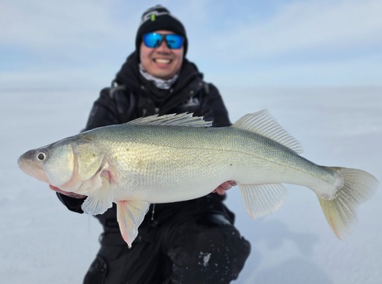 Walleye