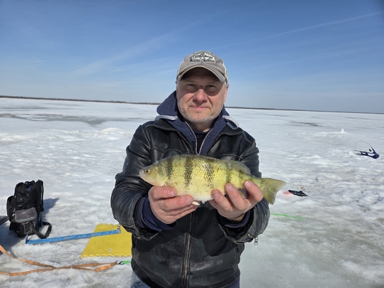 Yellow Perch