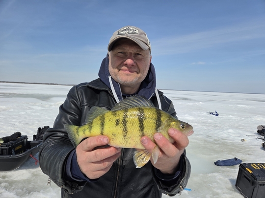 Yellow Perch