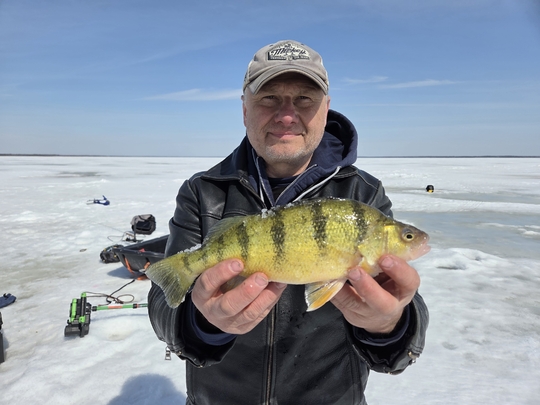 Yellow Perch