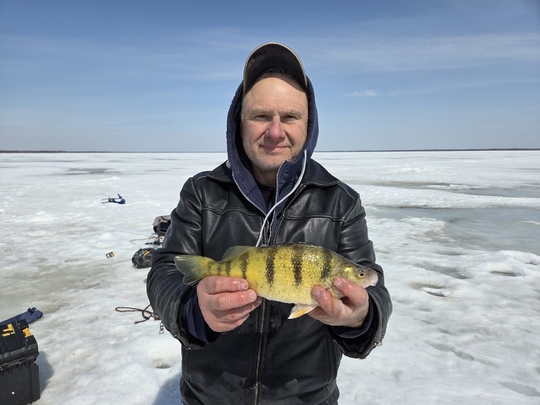 Yellow Perch