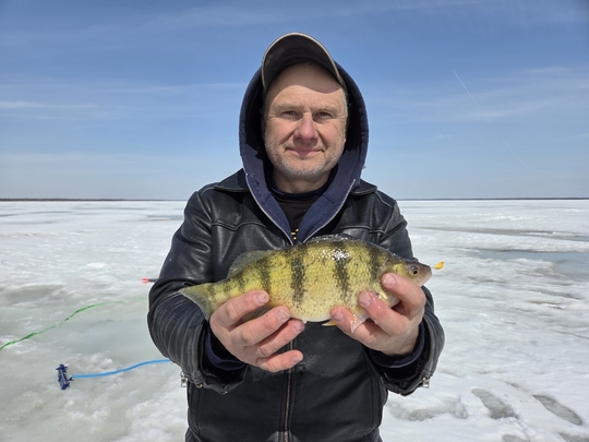 Yellow Perch