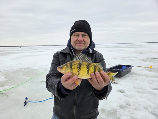 Yellow Perch