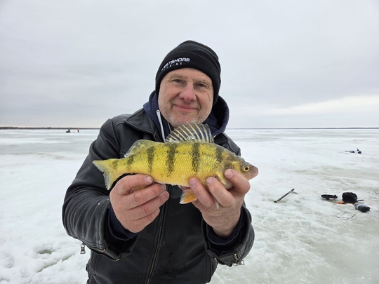 Yellow Perch