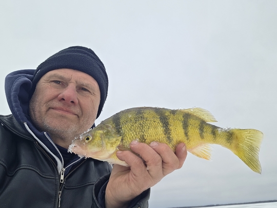 Yellow Perch