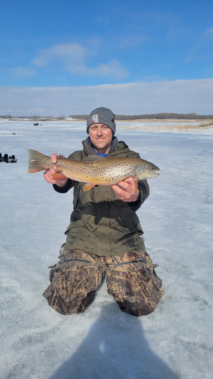 Brown Trout