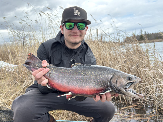 Brook Trout