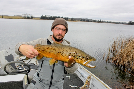 Brown Trout
