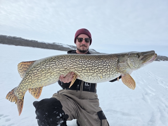 Northern Pike