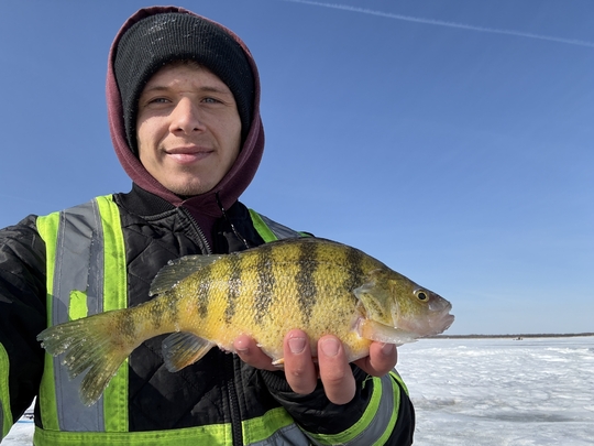 Yellow Perch