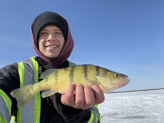 Yellow Perch