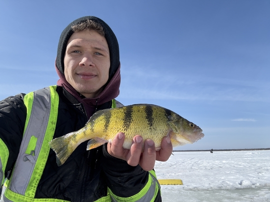 Yellow Perch