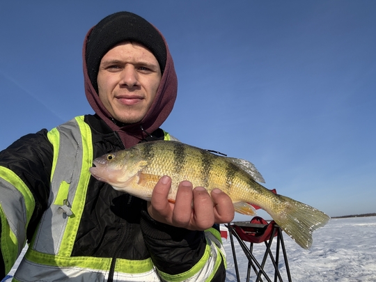 Yellow Perch