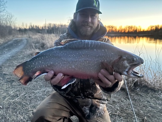Brook Trout