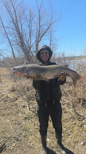 Channel Catfish