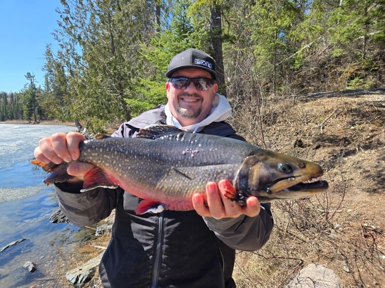 Brook Trout