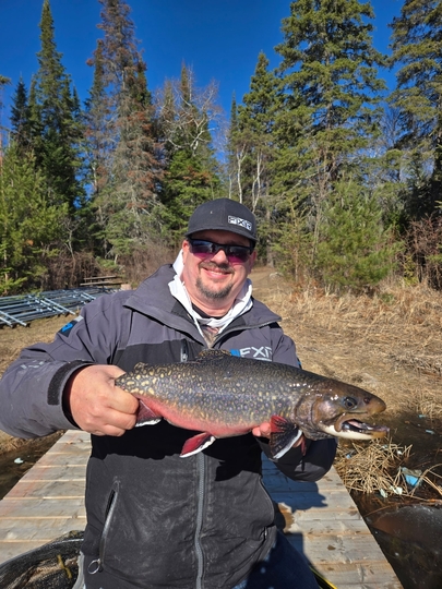 Brook Trout