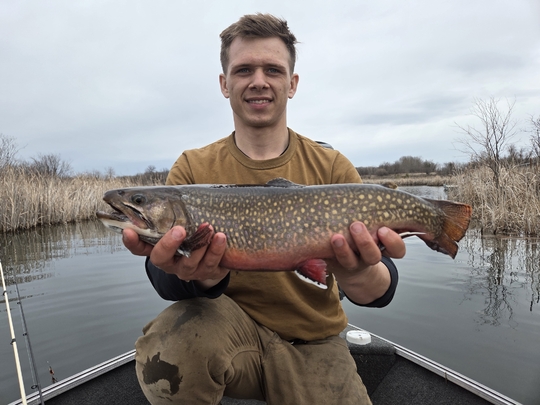 Brook Trout