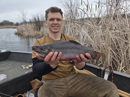 Brook Trout