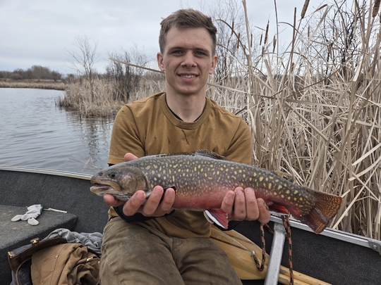 Brook Trout